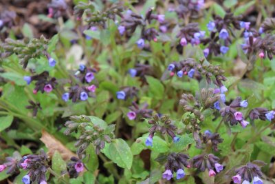 Pulmonaria saccharata 'Fruhlingshimmel' - plicník skvrnitý - kvetoucí nať